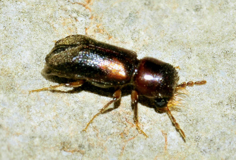Bostrichidae: Scobicia cfr. chevrieri